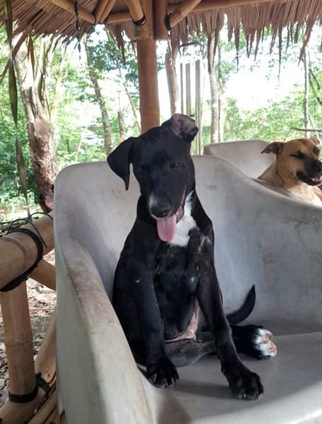 NÉVÉ, chiot femelle croisée braque