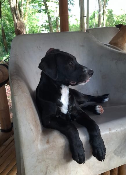NÉVÉ, chiot femelle croisée braque