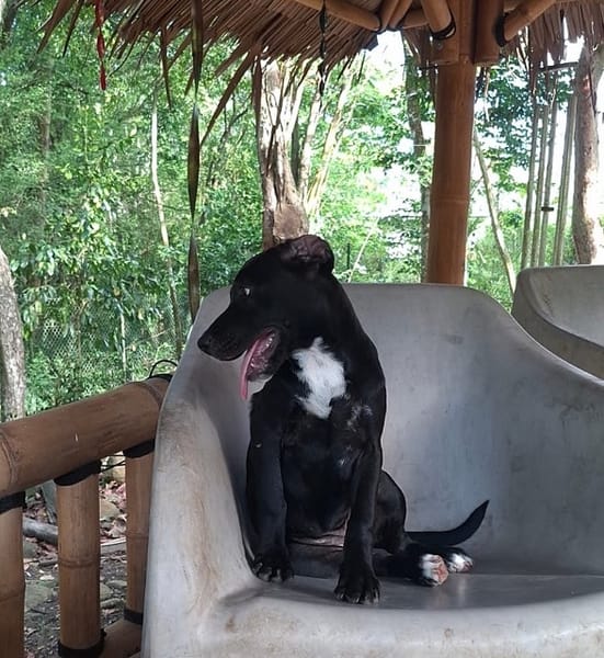 NÉVÉ, chiot femelle croisée braque