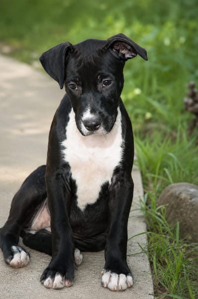 NINA, chiot femelle croisée Boxer & Labrador
