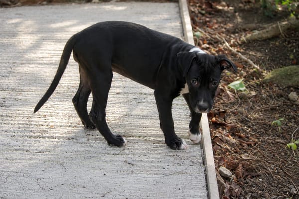 NINA, chiot femelle croisée Boxer & Labrador
