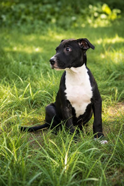 NINA, chiot femelle croisée Boxer & Labrador
