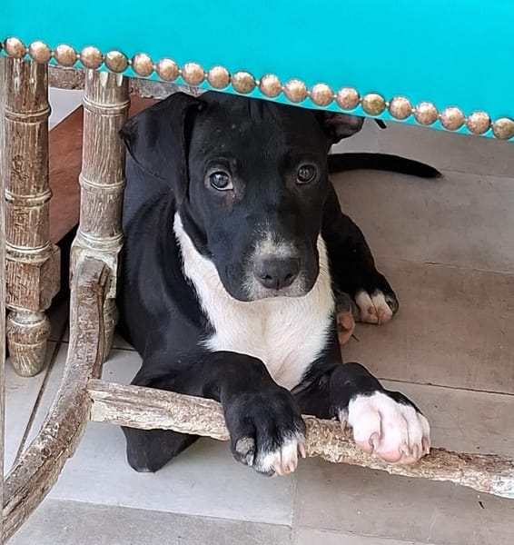 NINA, chiot femelle croisée Boxer & Labrador