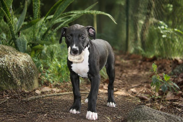 NINA, chiot femelle croisée Boxer & Labrador