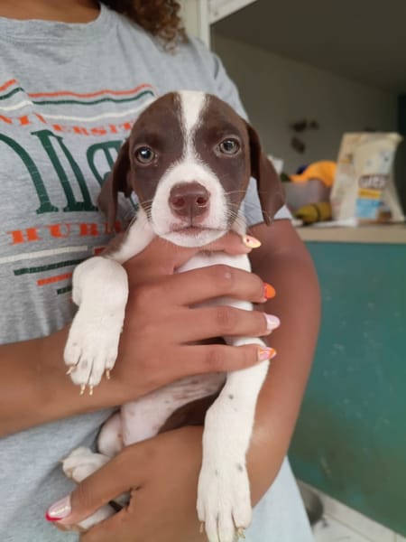 PAYTON, chiot femelle Berger Créole