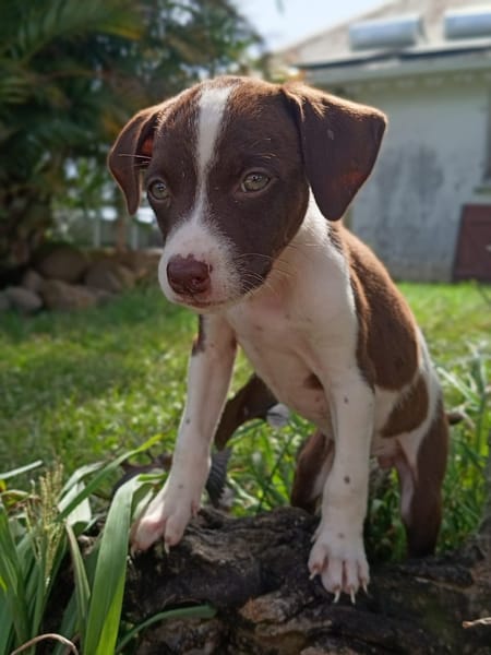 PAYTON, chiot femelle Berger Créole