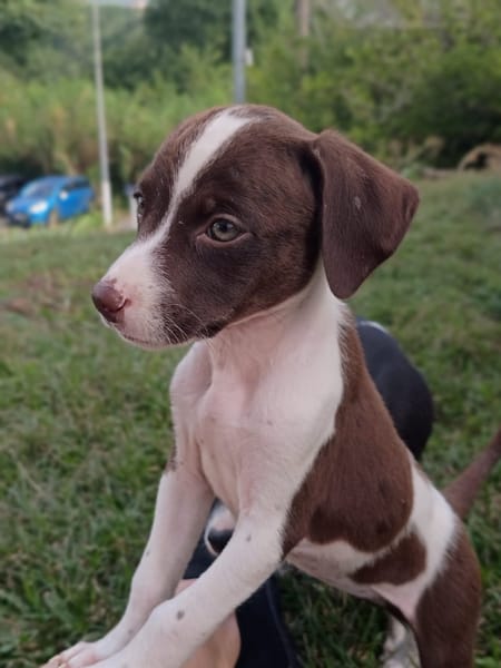 PAYTON, chiot femelle Berger Créole