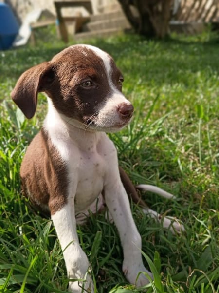 PAYTON, chiot femelle Berger Créole