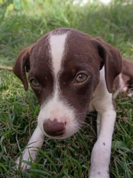 PAYTON, chiot femelle Berger Créole