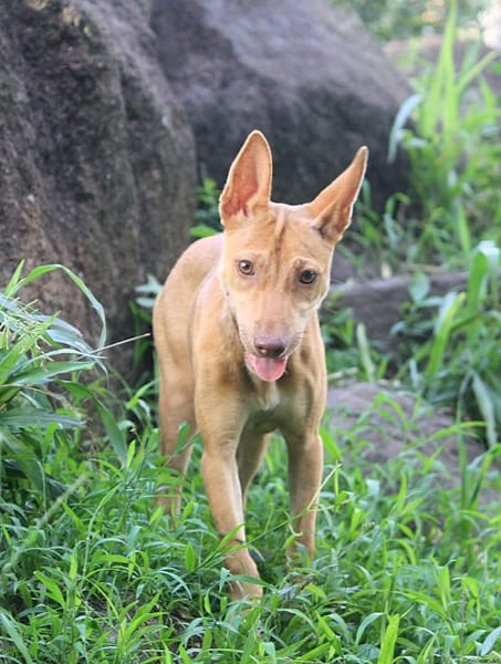 TIFIFI, chiot femelle Croisée pinscher