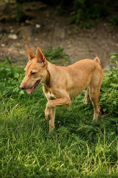 TIFIFI, chiot femelle Croisée pinscher