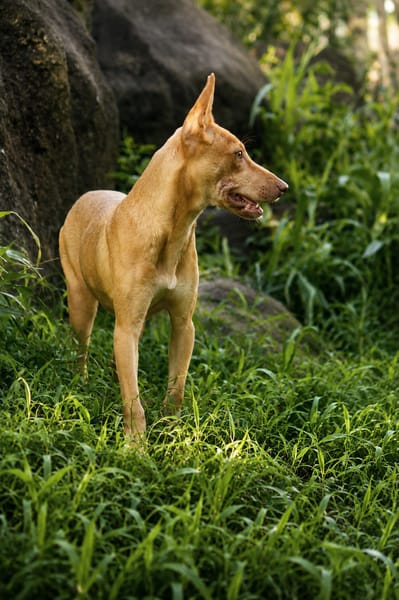 TIFIFI, chiot femelle Croisée pinscher