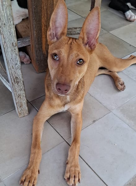 TIFIFI, chiot femelle Croisée pinscher