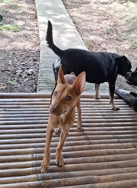 TIFIFI, chiot femelle Croisée pinscher