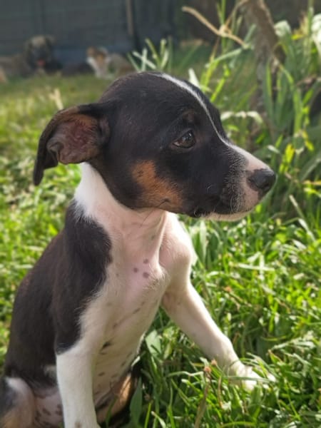 STERLING, chiot femelle Berger Créole