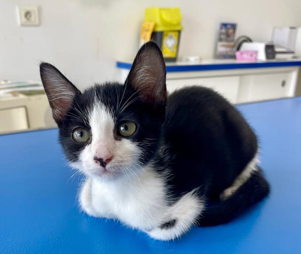 CHARMA, chaton femelle type européen