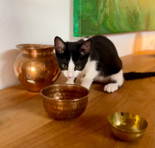 CHARMA, chaton femelle type européen