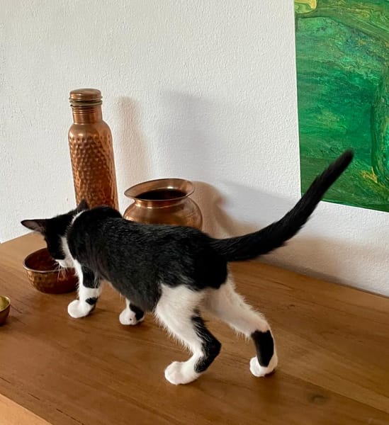 CHARMA, chaton femelle type européen