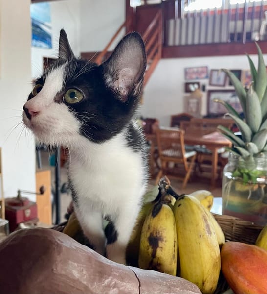 CHARMA, chaton femelle type européen