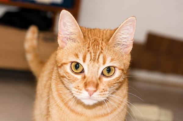 PRALINE, Chatte type européen
