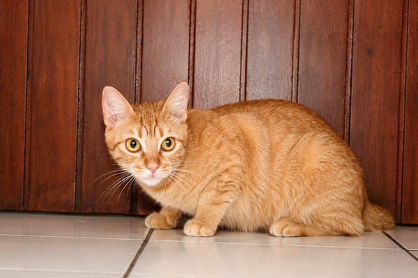 PRALINE, Chatte type européen