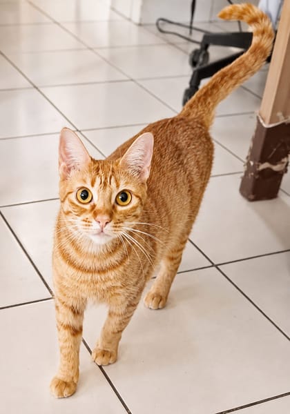 PRALINE, Chatte type européen