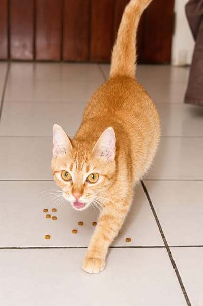 PRALINE, Chatte type européen