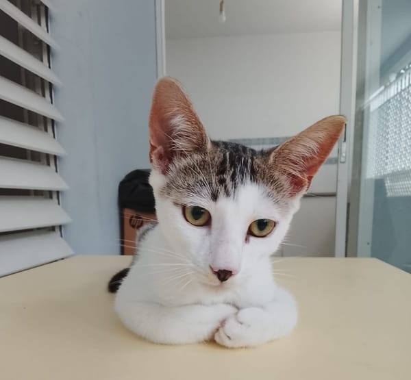 TWIX , chaton mâle type européen