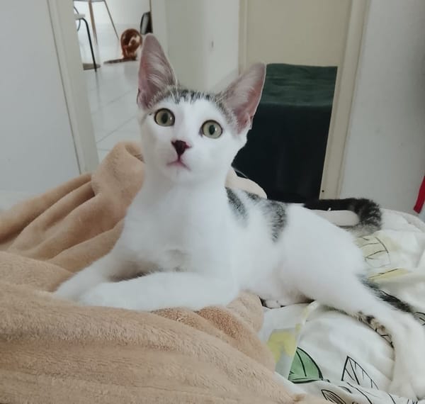 TWIX , chaton mâle type européen