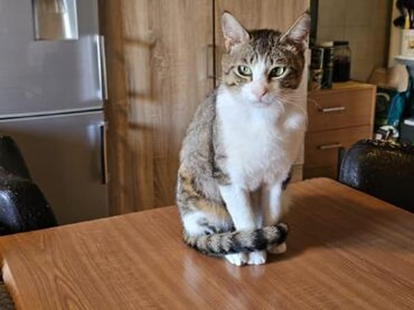 Die Brüder Tito und Toto Fiv+, unser DreamTeam
