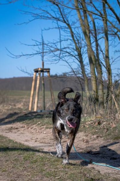 Treuer Rüde RUDY sucht sein Zuhause!