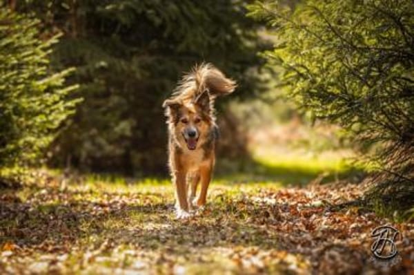 Artemia - bildschöne junge Dame
