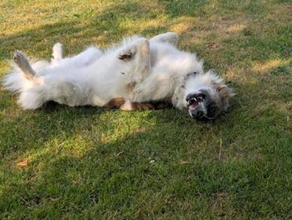 Ozora sucht ein liebevolles Zuhause