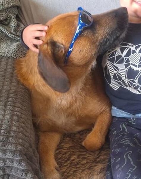 Toller Rüde ♥ Taro ♥ wartet bereits in 24885 Sieverstedt