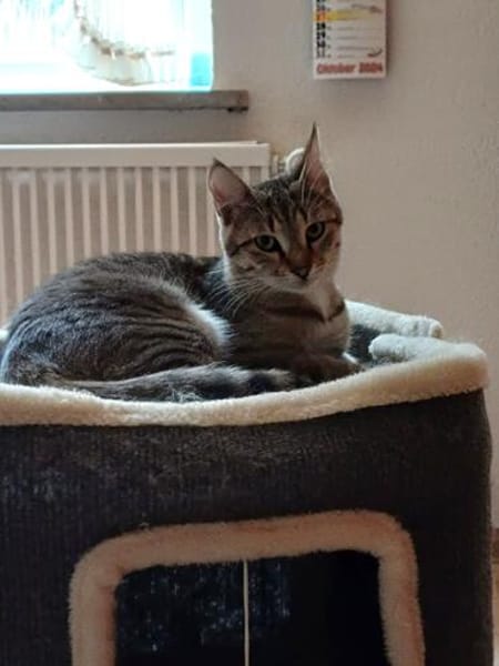 Liebevolle Suzi sucht ihr Kuschelkörbchen