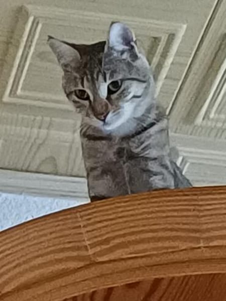 Liebevolle Suzi sucht ihr Kuschelkörbchen