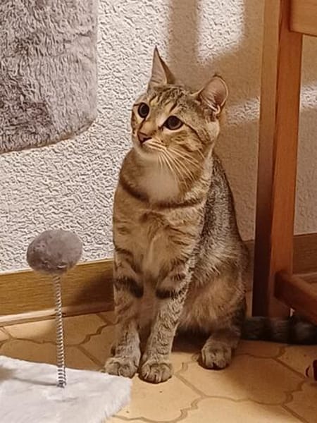 Liebevolle Suzi sucht ihr Kuschelkörbchen