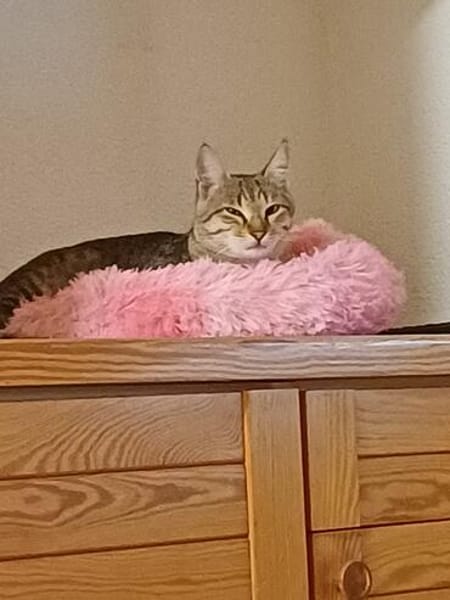 Liebevolle Suzi sucht ihr Kuschelkörbchen