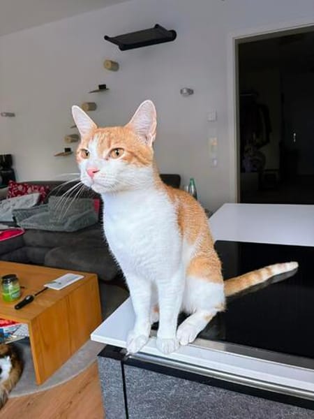 Kater Portis sucht sein Zuhause