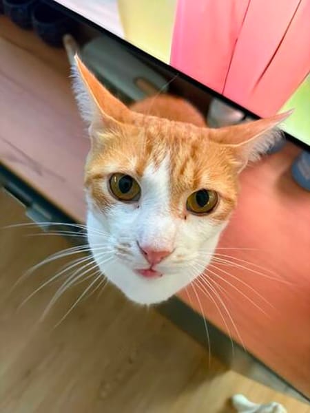 Kater Portis sucht sein Zuhause