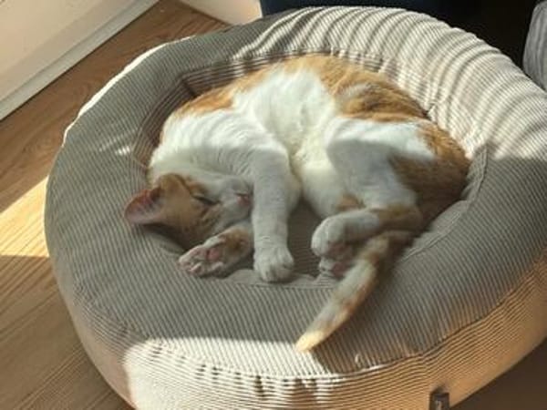 Kater Portis sucht sein Zuhause