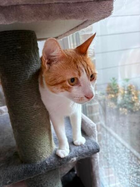 Kater Portis sucht sein Zuhause