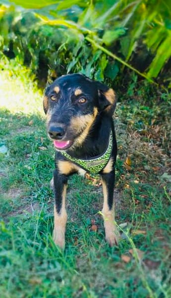 Gino sucht ein Zuhause
