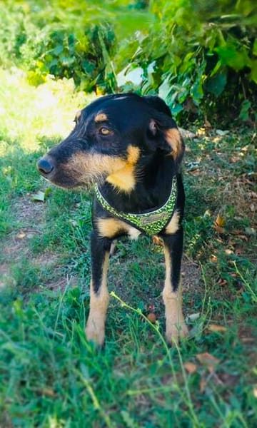 Gino sucht ein Zuhause