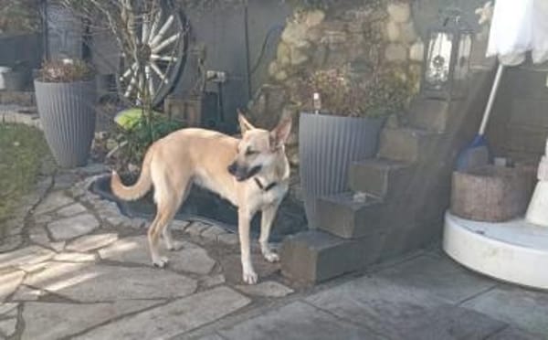 Aluna (jetzt Luna) sucht ein Zuhause