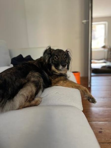 Unkomplizierter Rüde BAVIN sucht ein neues Zuhause!