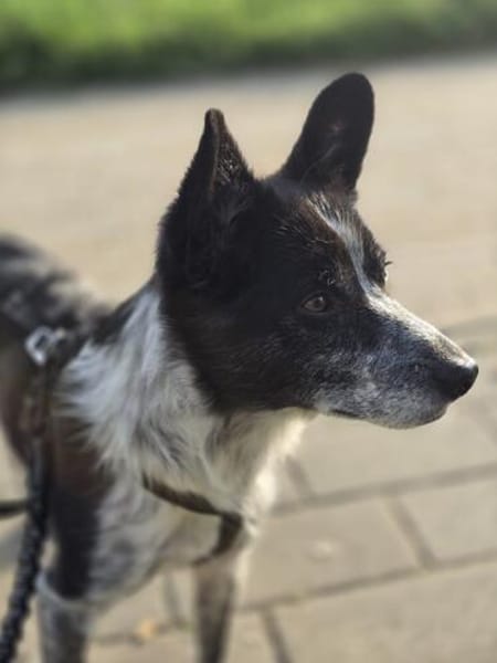 Unser Herzensbube Cookie sucht seine Menschen