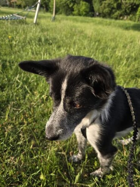 Unser Herzensbube Cookie sucht seine Menschen