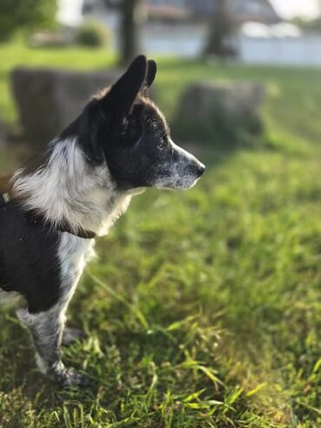 Unser Herzensbube Cookie sucht seine Menschen