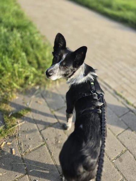 Unser Herzensbube Cookie sucht seine Menschen